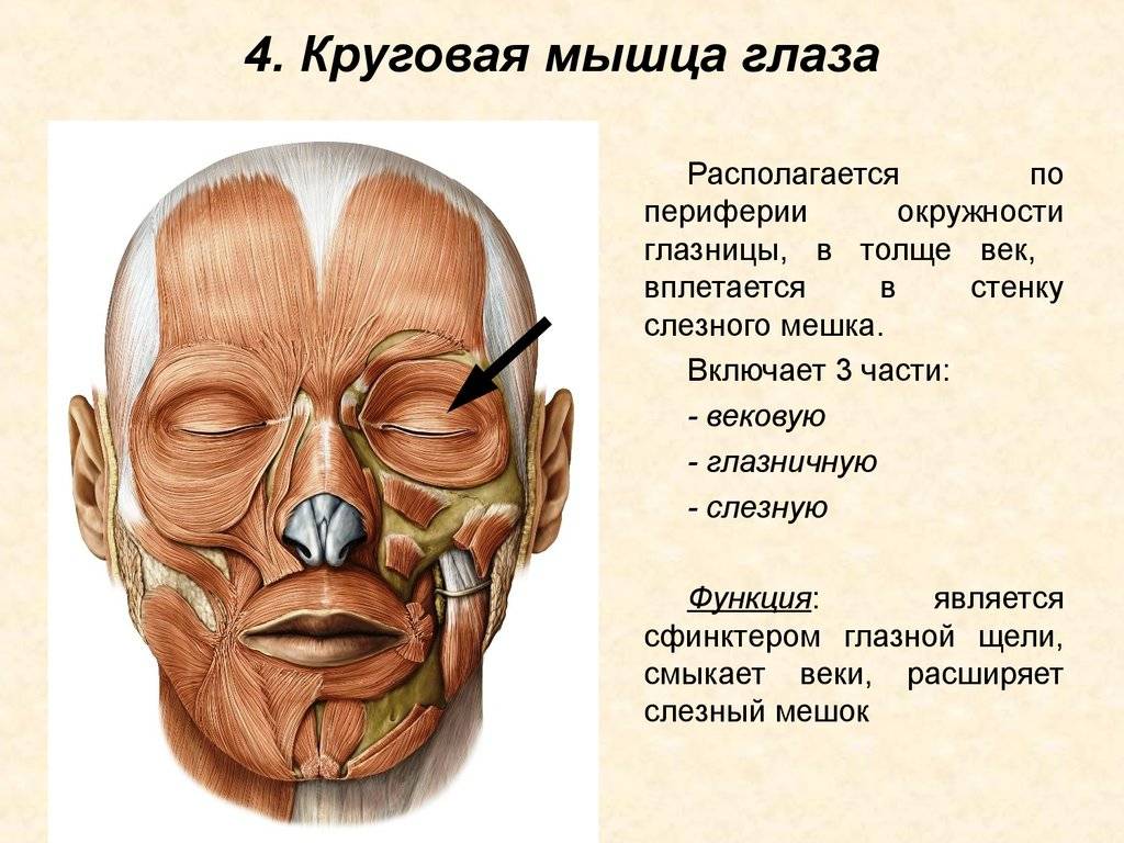 Мышцы глаза: строение, функции, симптомы и лечение
