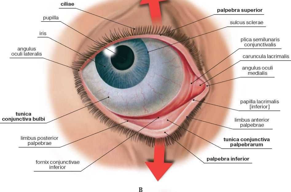 Конъюнктива (слизистая оболочка) глаза - строение и функции, диагностика и заболевания - сайт "московская офтальмология