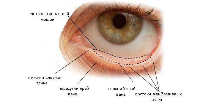 Конъюнктива глаза: строение и функции - "здоровое око"