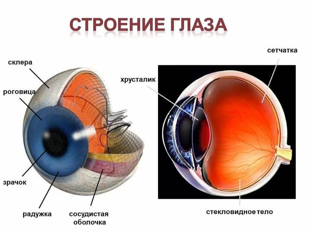 Глаза разных цветов и разного размера: почему, как называется, что значит | компетентно о здоровье на ilive