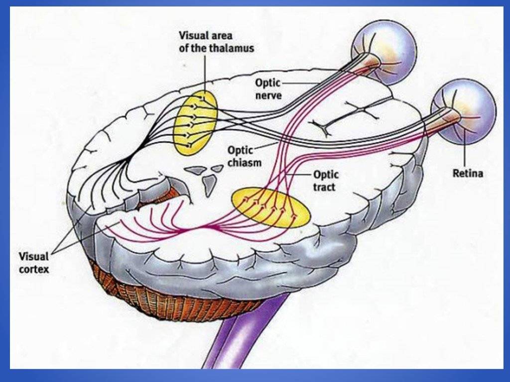 Зрительный нерв: анатомия и функции, как образован зрительный канал (схема), лечение заболеваний