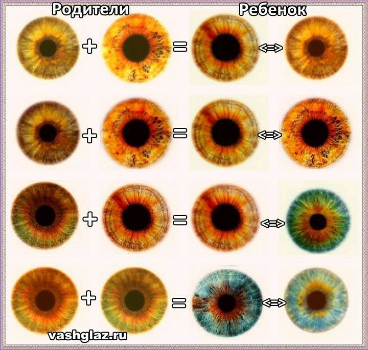 Какого цвета бывают глаза у новорожденных детей и почему они меняются