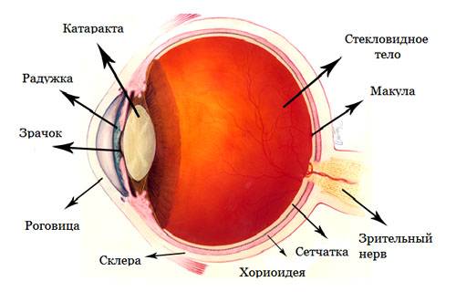 Катаракта глаза: что это такое, причины, первые признаки и симптомы, лечение помутнения хрусталика у взрослых людей