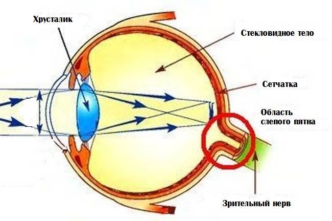 Слепое пятно глаза строение функции симптомы и лечение - медицинский справочник medana-st.ru