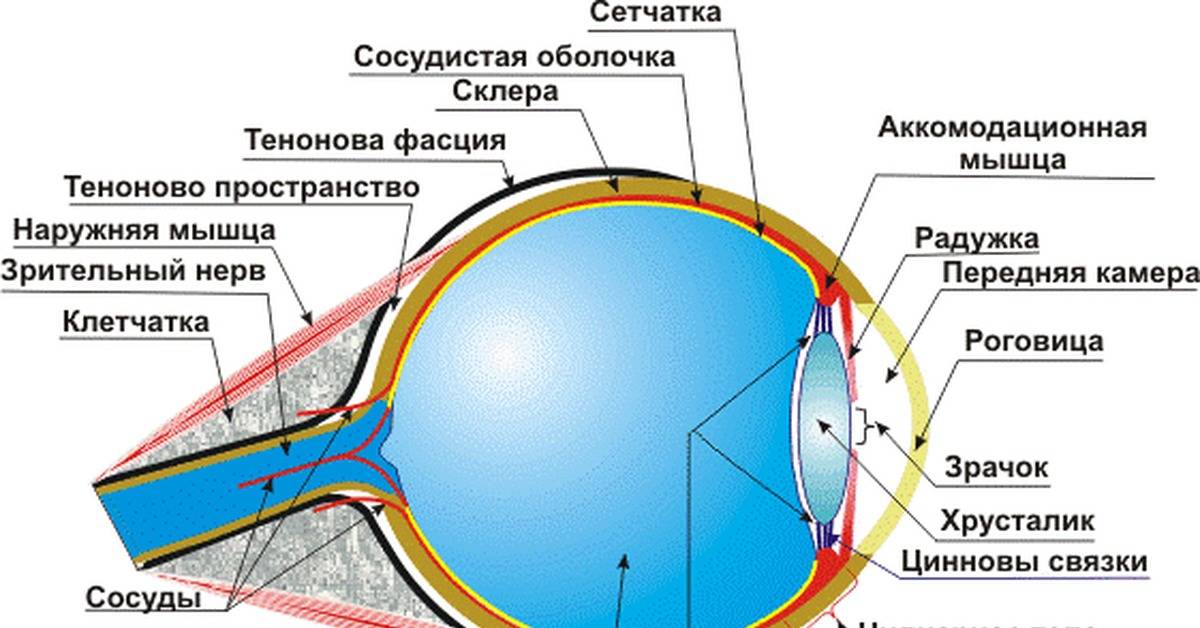 Строение глаза человека - основные отделы глаза и их функции, диагностика заболеваний глаз