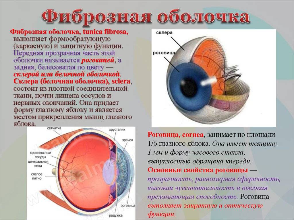 Склера глаза: строение, функции, заболевания и лечение