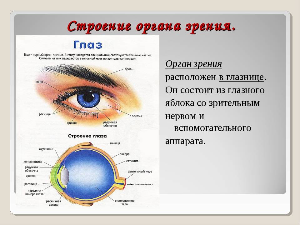 Оболочки глаза: строение, название, функции. строение глаза человека