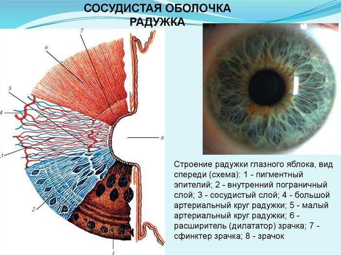 Радужка глаза: строение, функции, болезни и особенности