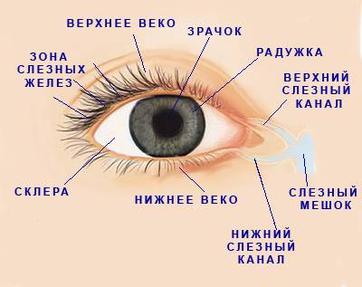 Небольшое прозрачное изделие – а вдруг потеряется? может ли линза выпасть из глаза